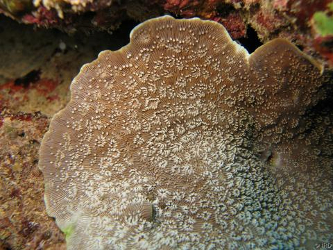  Pavona explanulata (Leaf Coral)